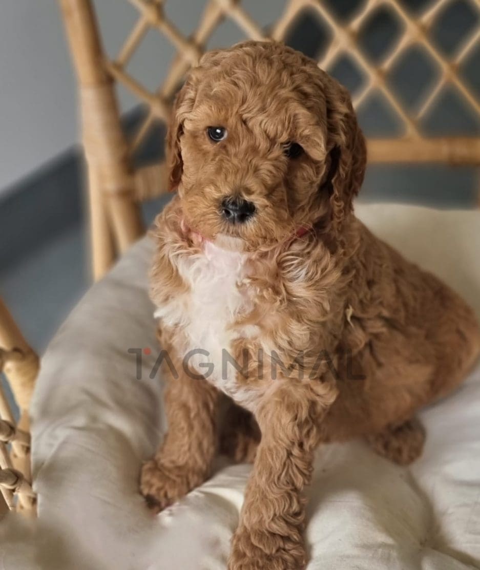 Cavapoo puppy for sale, dog for sale at Tagnimal