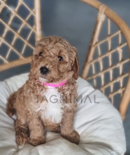 Cavapoo puppy for sale, dog for sale at Tagnimal