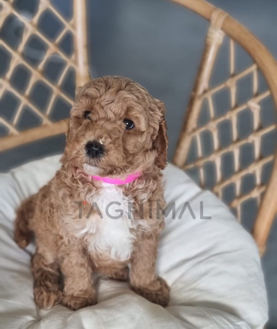 Cavapoo puppy for sale, dog for sale at Tagnimal