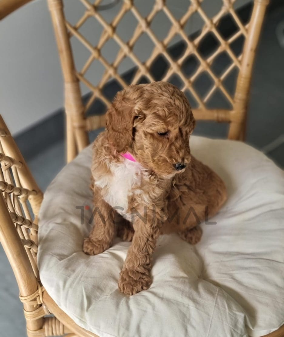 Cavapoo puppy for sale, dog for sale at Tagnimal