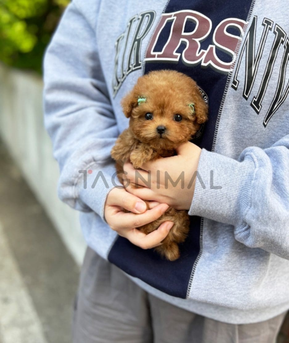 Poodle puppy for sale, dog for sale at Tagnimal