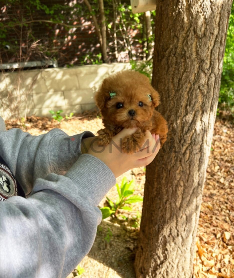 Poodle puppy for sale, dog for sale at Tagnimal