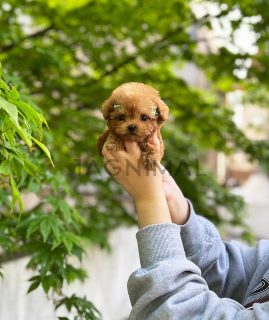 Poodle puppy for sale, dog for sale at Tagnimal