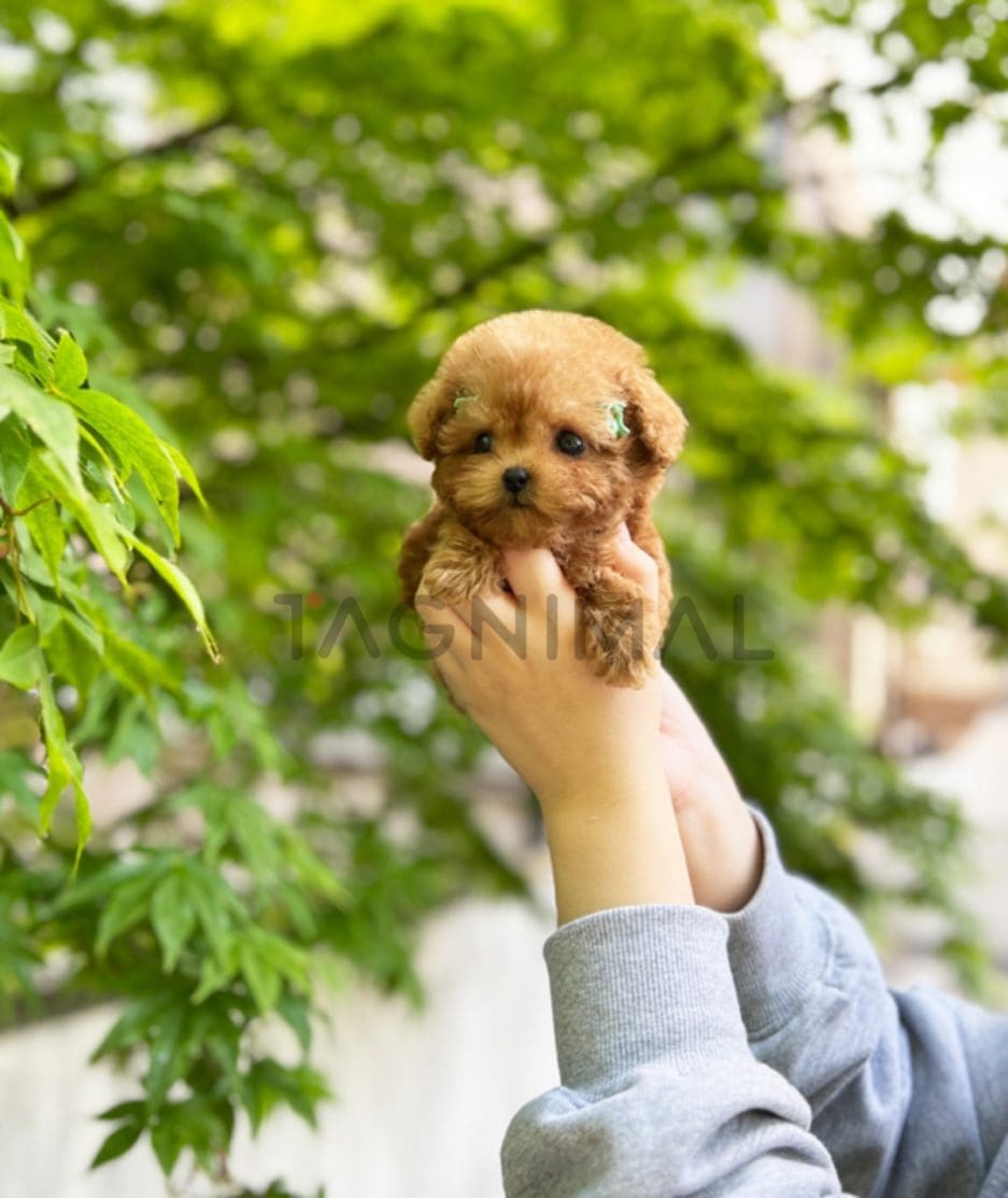 Poodle puppy for sale, dog for sale at Tagnimal