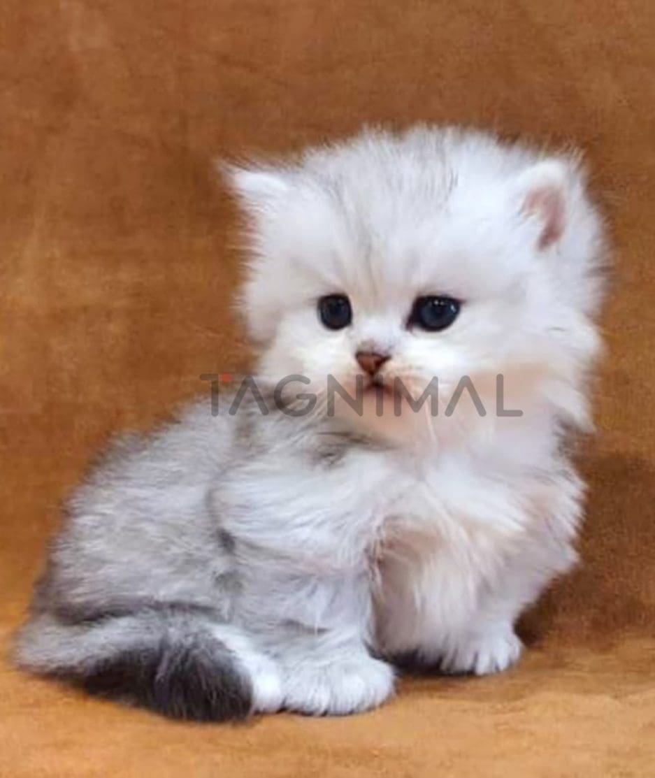 Munchkin kitten for sale, cat for sale at Tagnimal