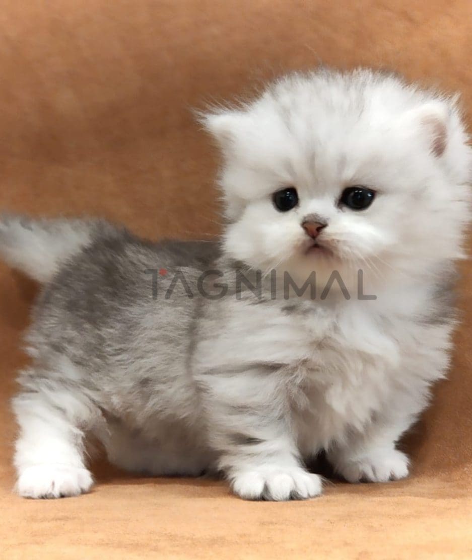 Munchkin kitten for sale, cat for sale at Tagnimal