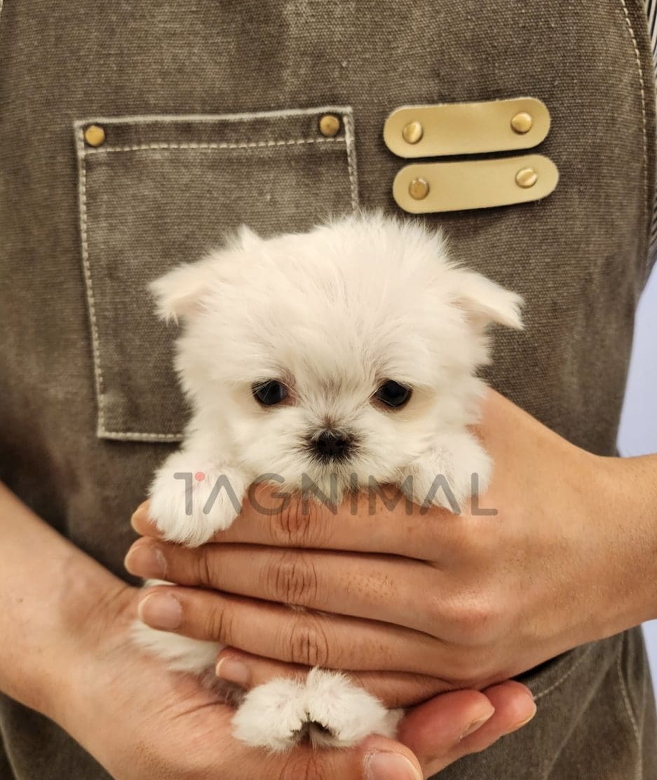 Maltipoo puppy for sale, dog for sale at Tagnimal