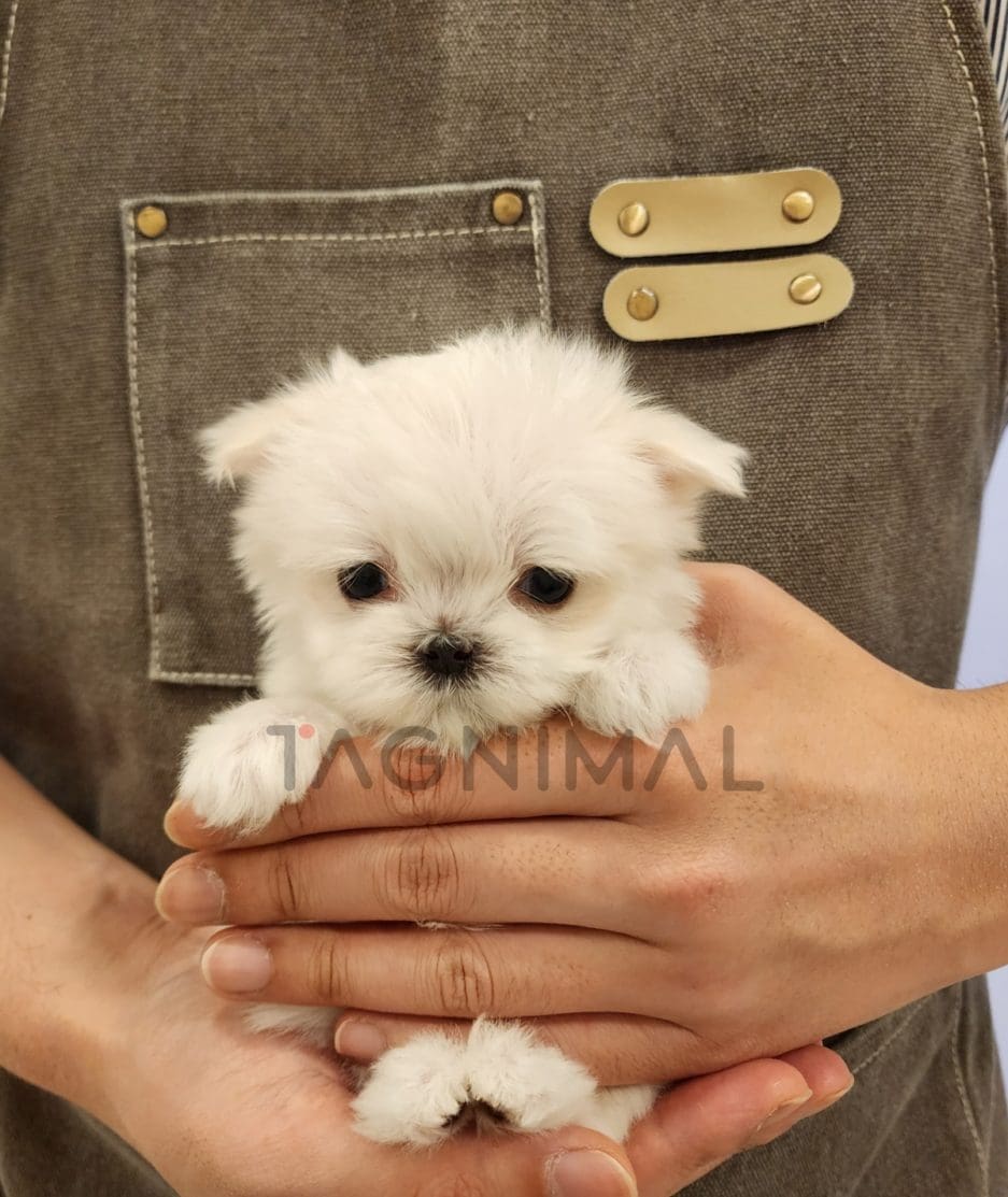 Maltipoo puppy for sale, dog for sale at Tagnimal