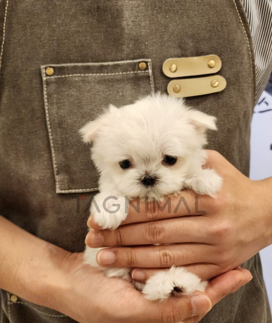 Maltipoo puppy for sale, dog for sale at Tagnimal