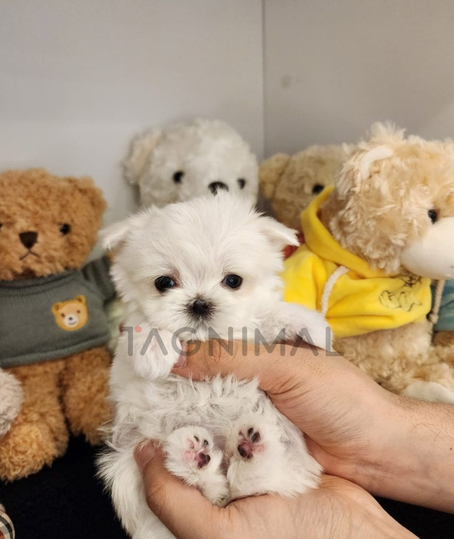 Maltipoo puppy for sale, dog for sale at Tagnimal