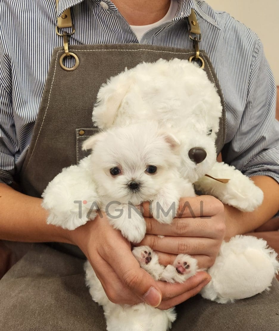 Maltipoo puppy for sale, dog for sale at Tagnimal