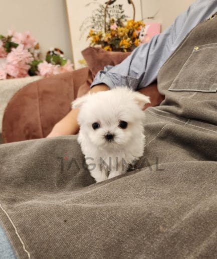 Maltipoo puppy for sale, dog for sale at Tagnimal