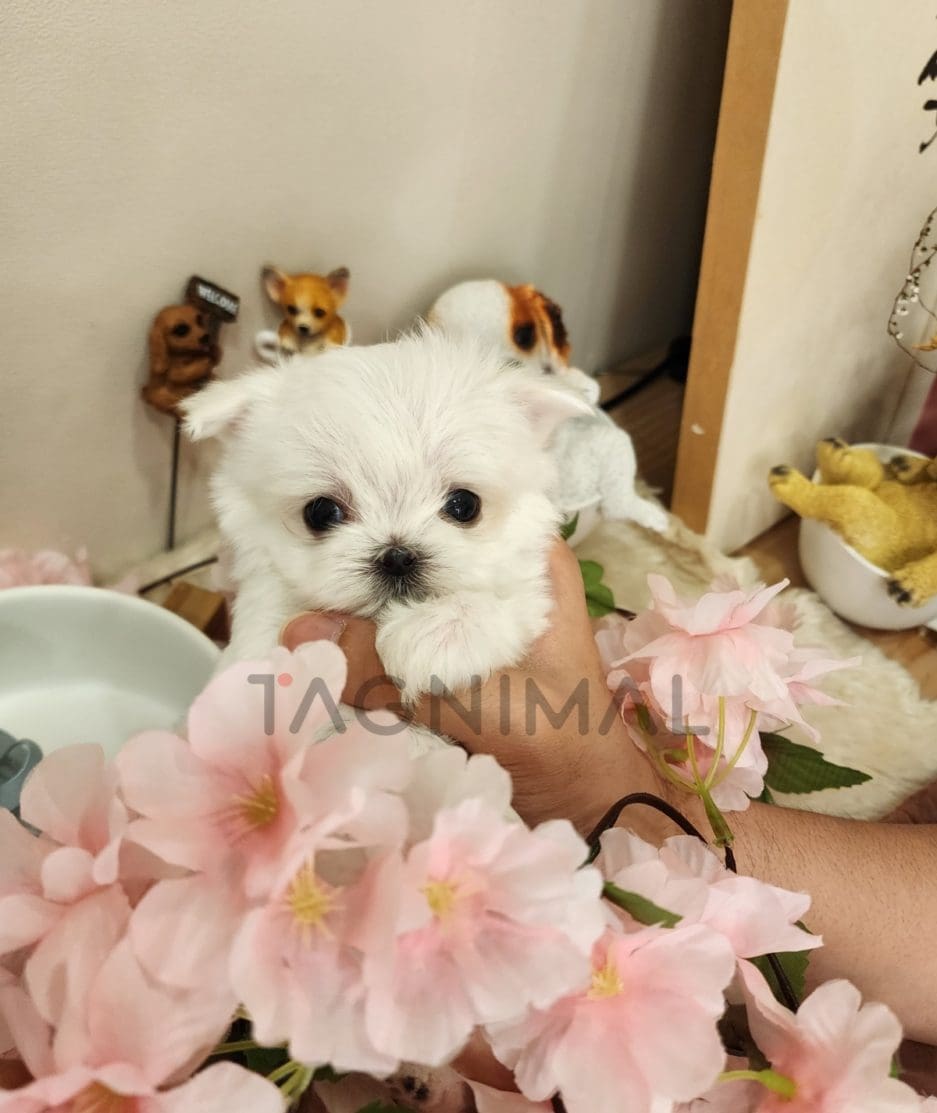 Maltipoo puppy for sale, dog for sale at Tagnimal