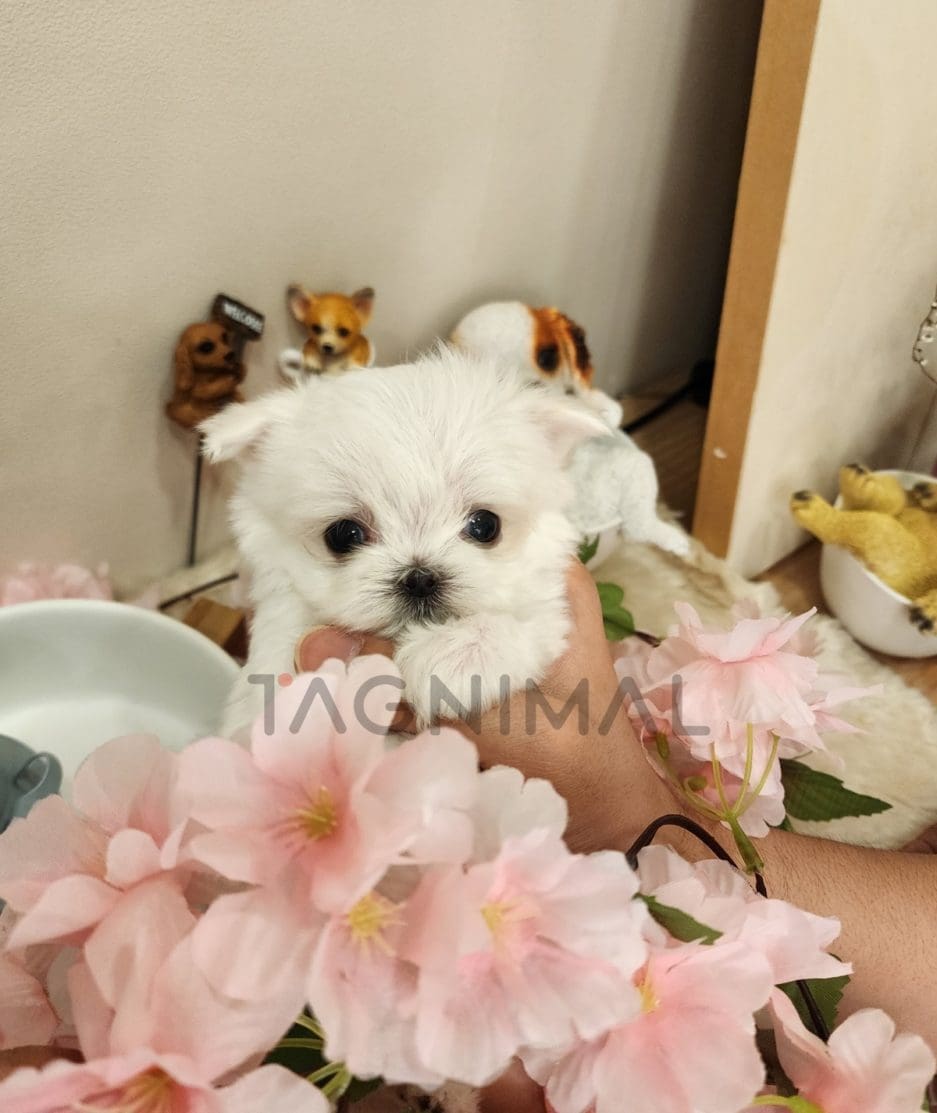 Maltipoo puppy for sale, dog for sale at Tagnimal