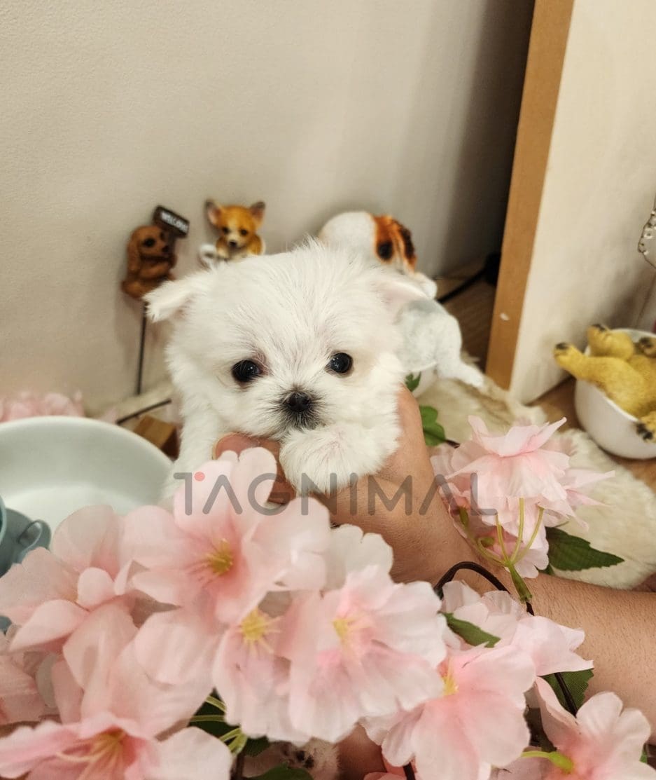 Maltipoo puppy for sale, dog for sale at Tagnimal