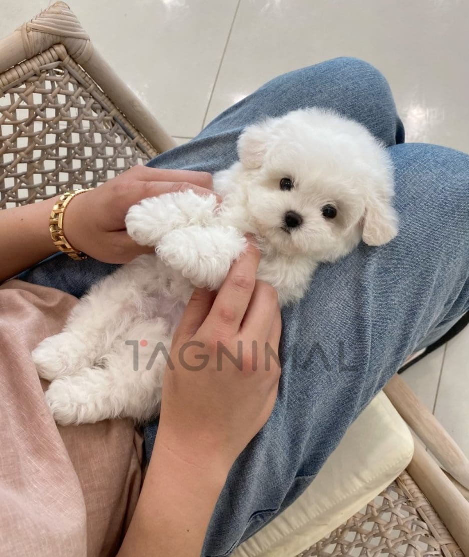 Bichon puppy for sale, dog for sale at Tagnimal