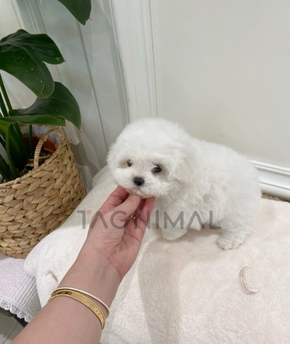 Bichon puppy for sale, dog for sale at Tagnimal