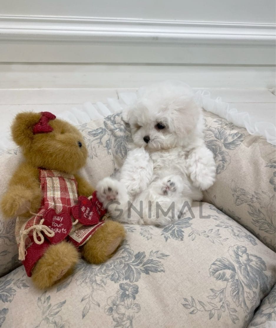 Bichon puppy for sale, dog for sale at Tagnimal