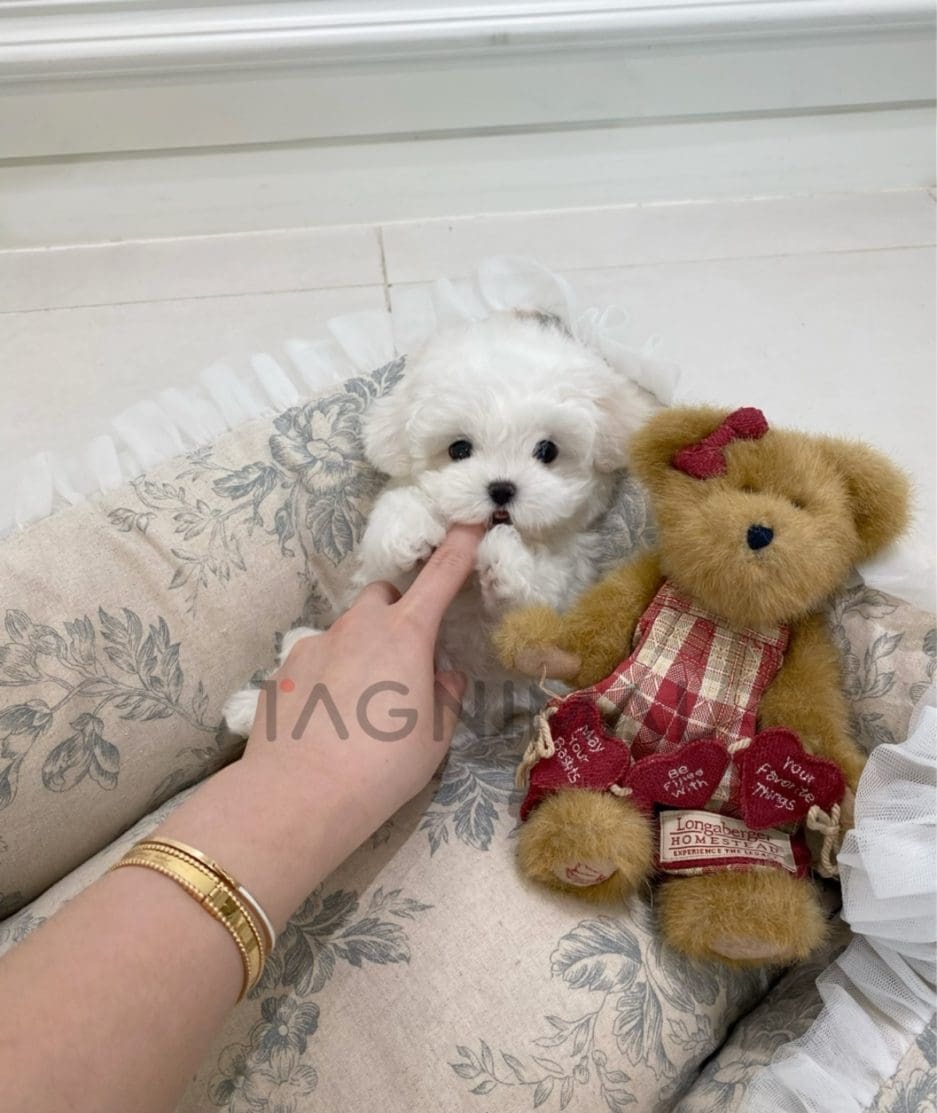 Bichon puppy for sale, dog for sale at Tagnimal