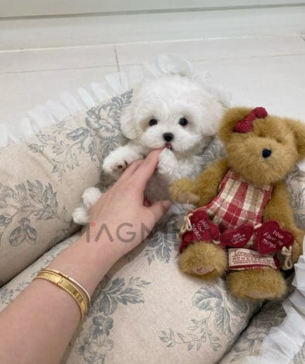 Bichon puppy for sale, dog for sale at Tagnimal