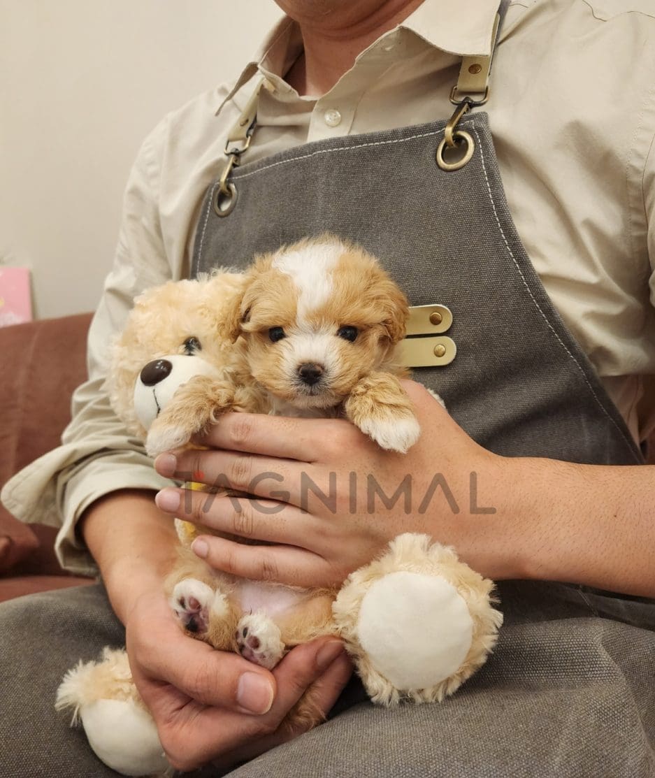 Maltipoo puppy for sale, dog for sale at Tagnimal