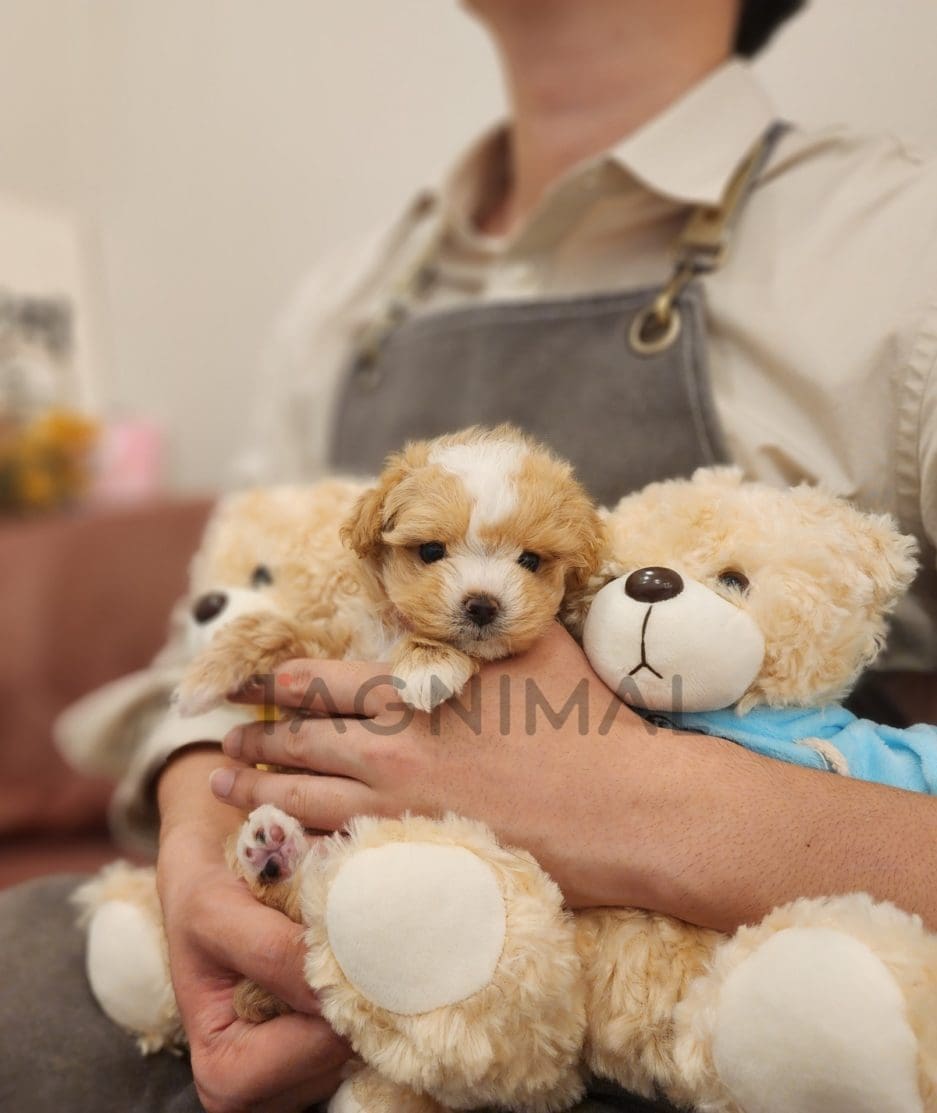 Maltipoo puppy for sale, dog for sale at Tagnimal