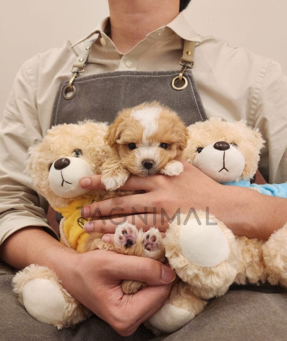 Maltipoo puppy for sale, dog for sale at Tagnimal