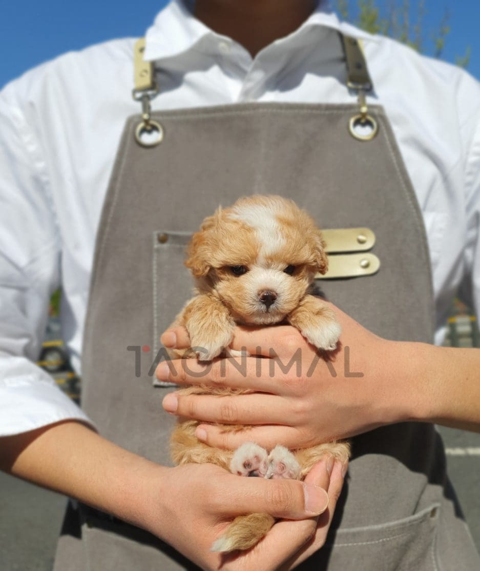 Maltipoo puppy for sale, dog for sale at Tagnimal