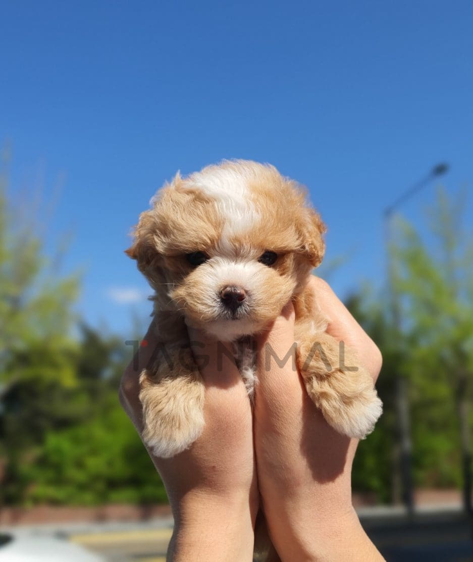 Maltipoo puppy for sale, dog for sale at Tagnimal