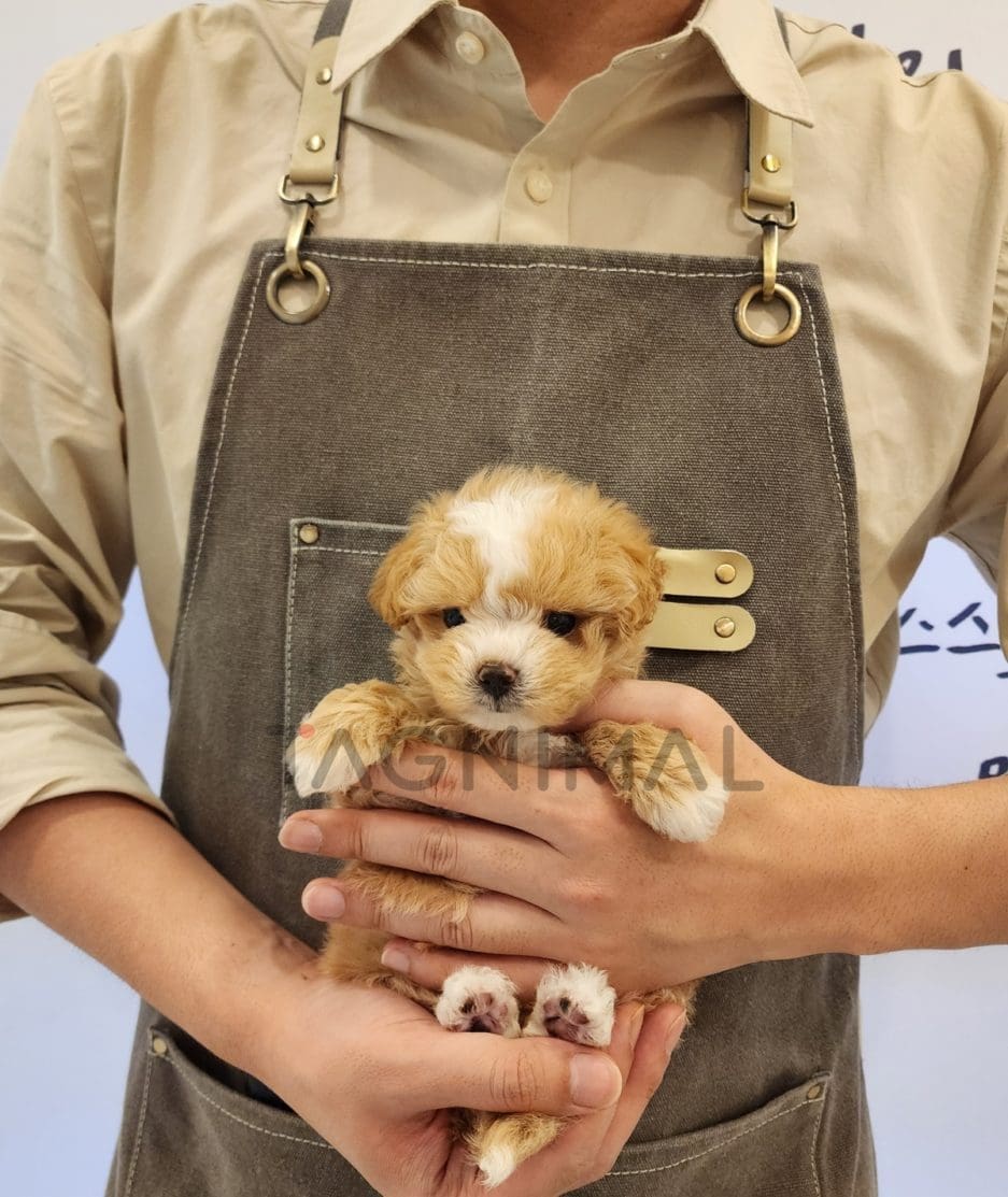 Maltipoo puppy for sale, dog for sale at Tagnimal