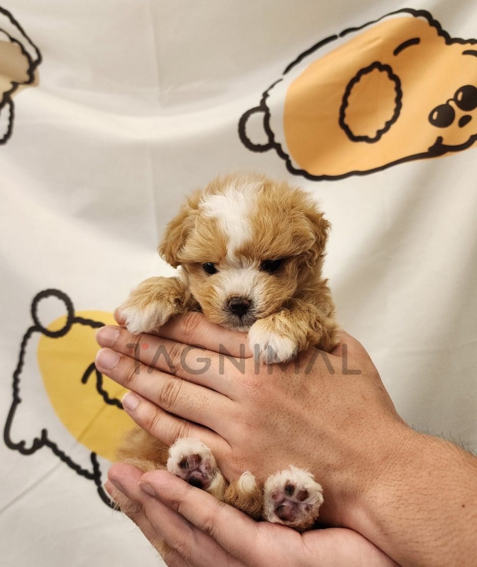 Maltipoo puppy for sale, dog for sale at Tagnimal