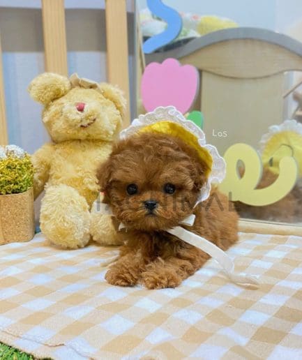 Poodle puppy for sale, dog for sale at Tagnimal