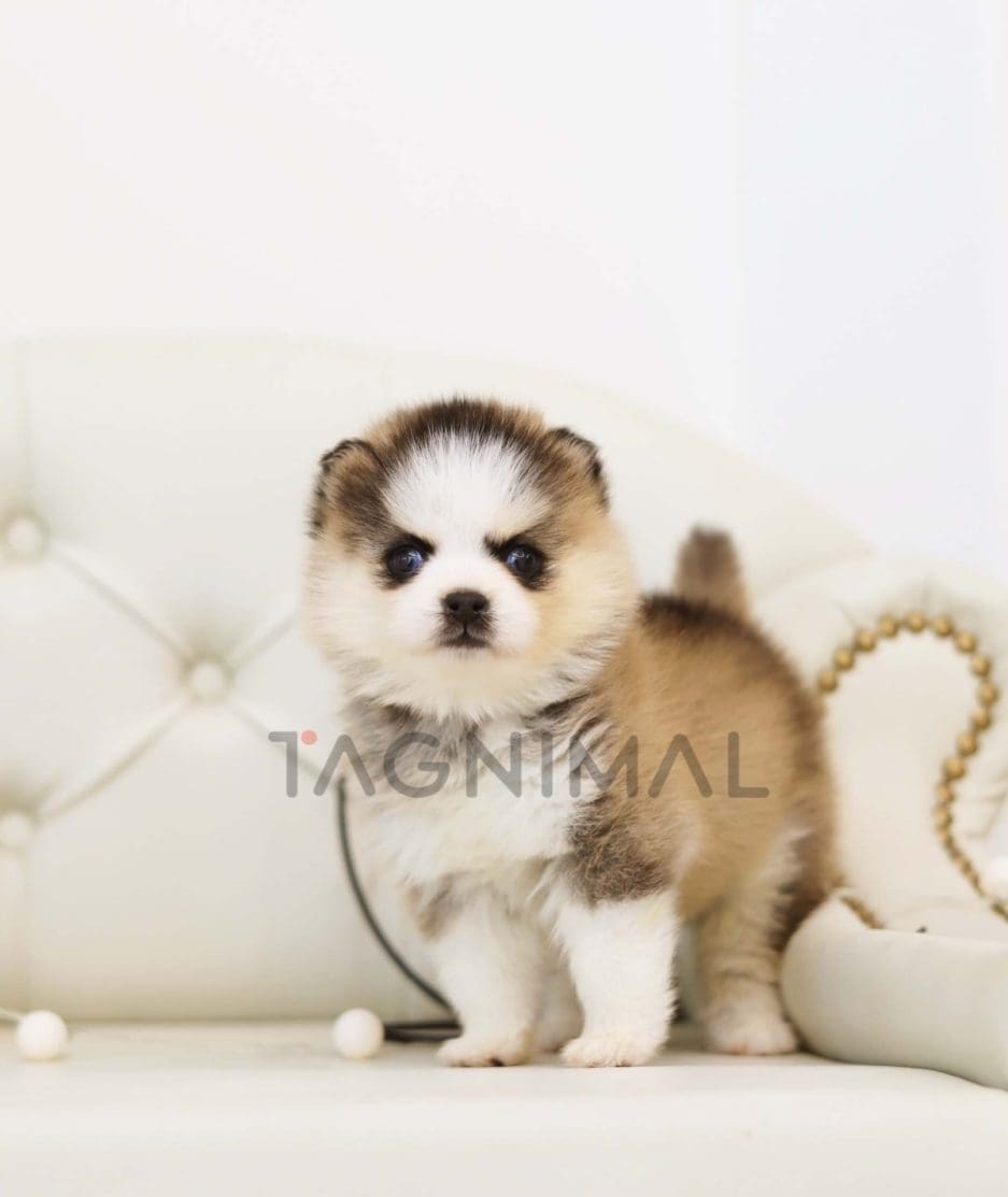 Pomsky puppy for sale, dog for sale at Tagnimal