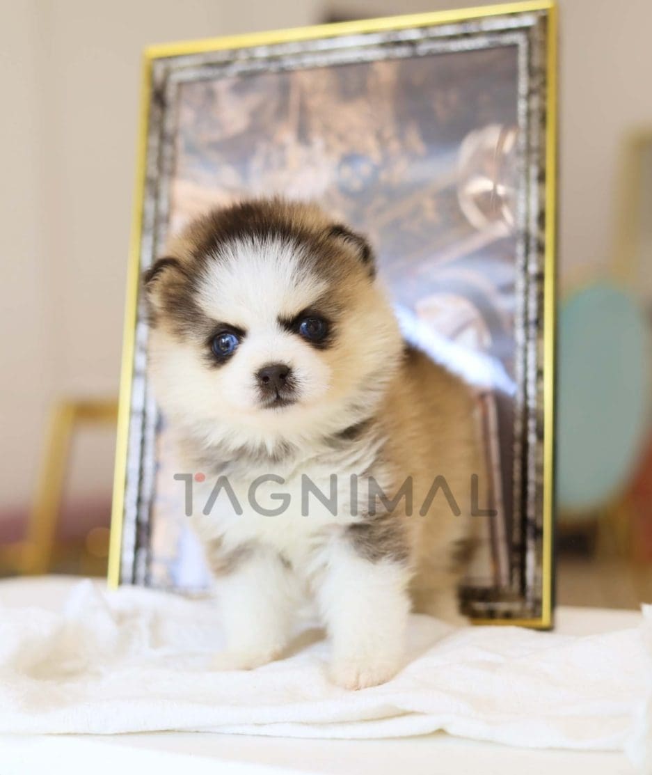 Pomsky puppy for sale, dog for sale at Tagnimal