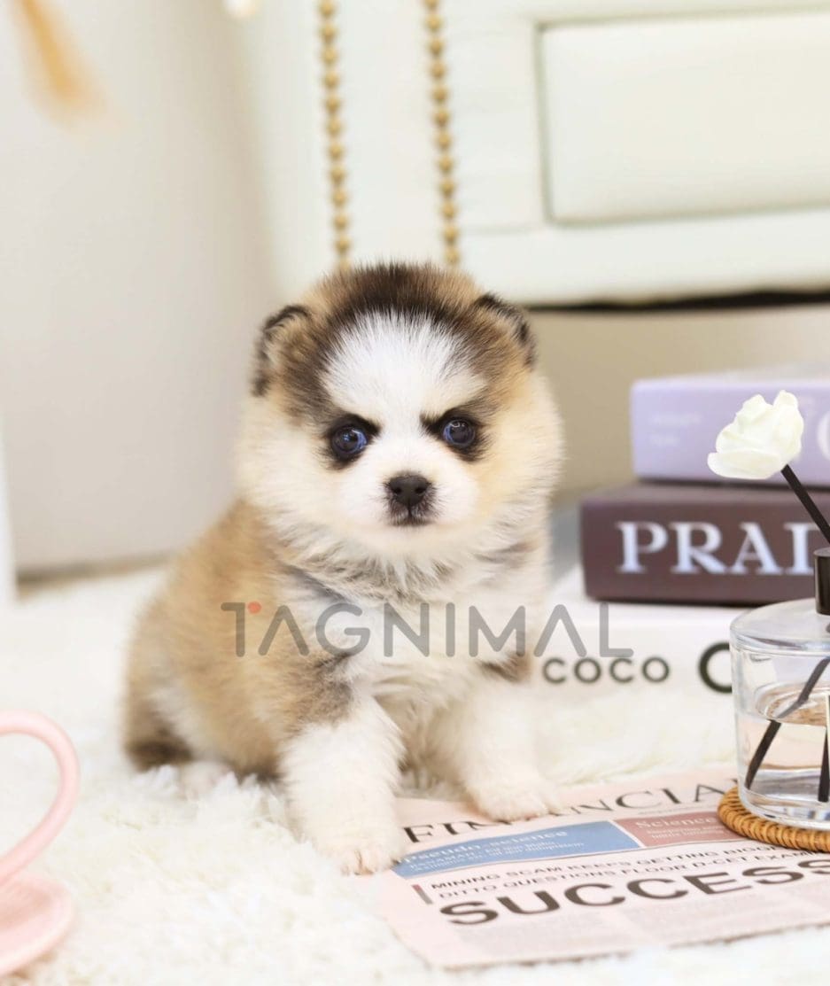 Pomsky puppy for sale, dog for sale at Tagnimal