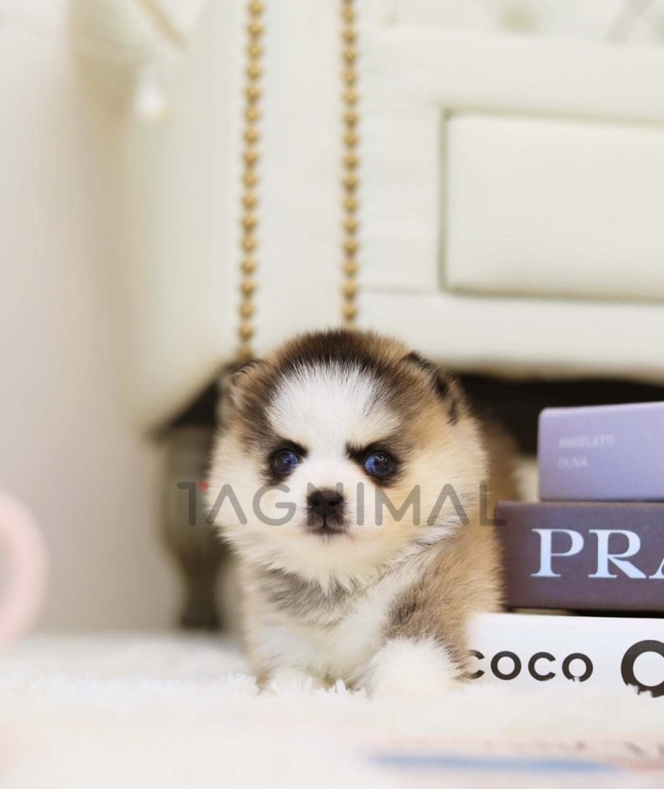 Pomsky puppy for sale, dog for sale at Tagnimal