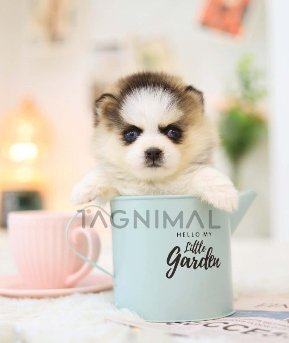 Pomsky puppy for sale, dog for sale at Tagnimal