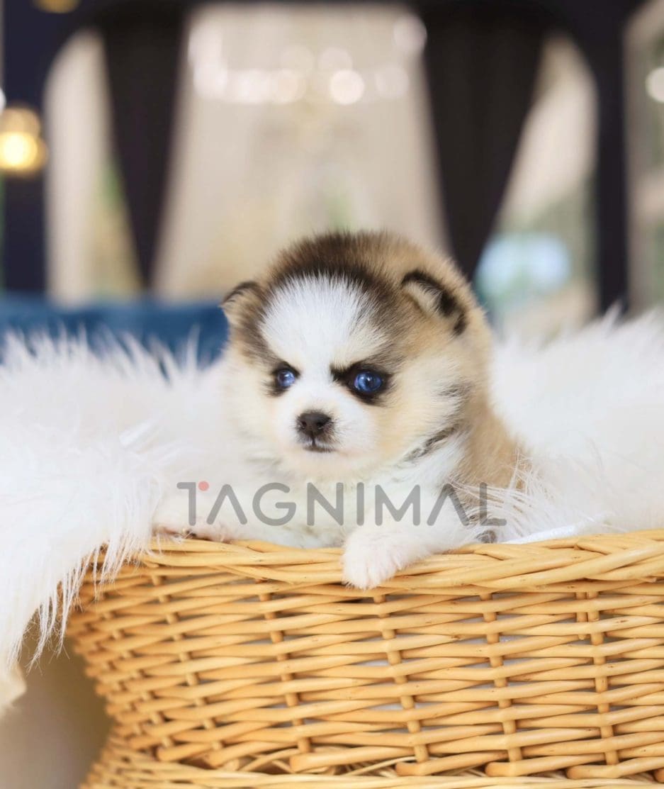 Pomsky puppy for sale, dog for sale at Tagnimal