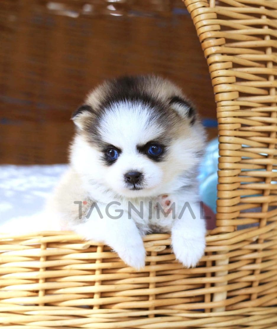 Pomsky puppy for sale, dog for sale at Tagnimal