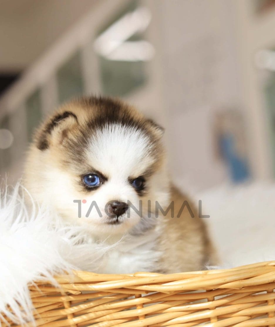 Pomsky puppy for sale, dog for sale at Tagnimal