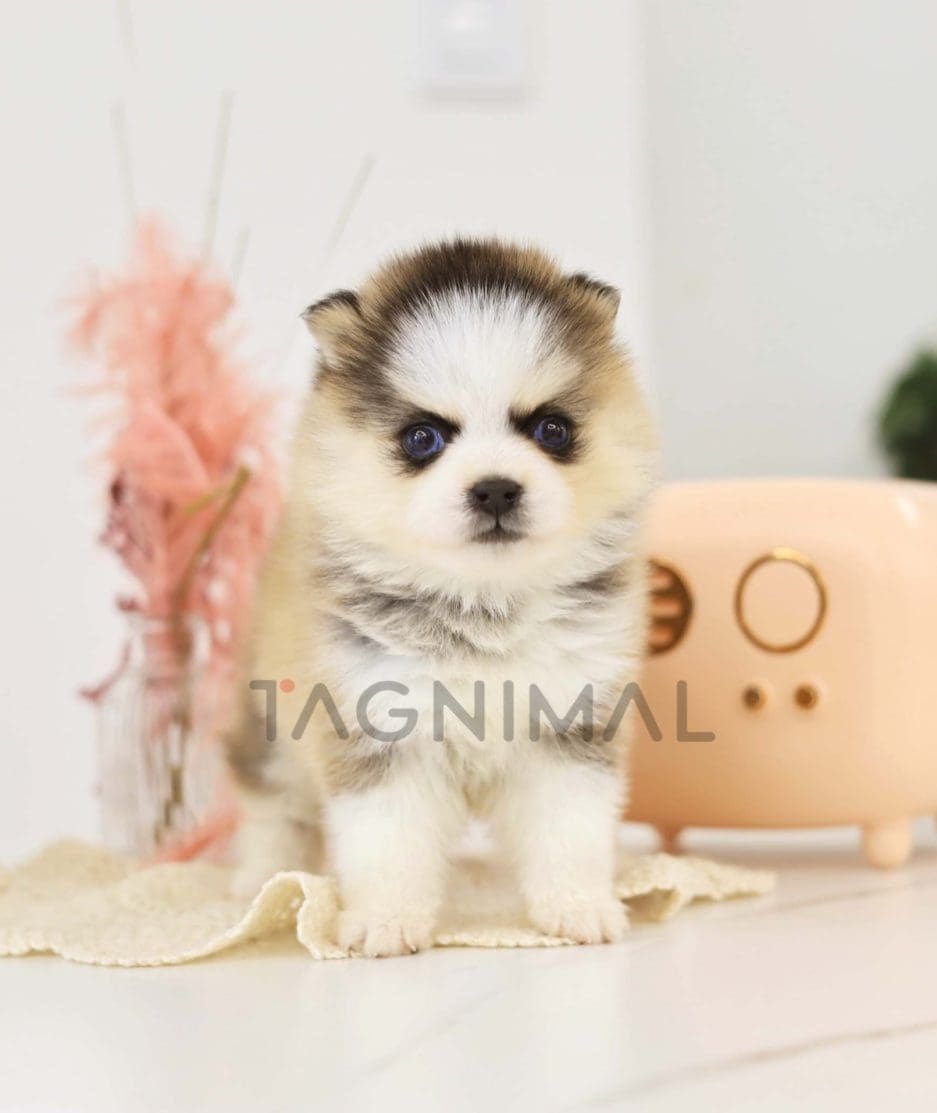 Pomsky puppy for sale, dog for sale at Tagnimal