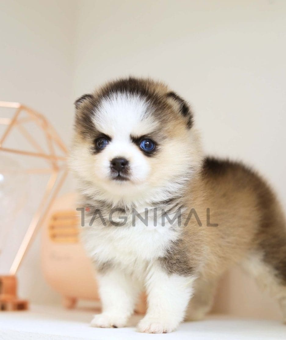 Pomsky puppy for sale, dog for sale at Tagnimal