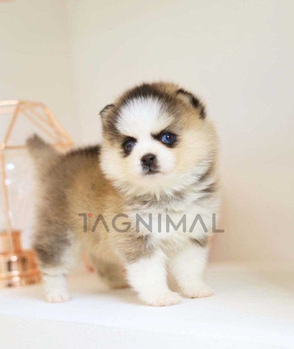 Pomsky puppy for sale, dog for sale at Tagnimal