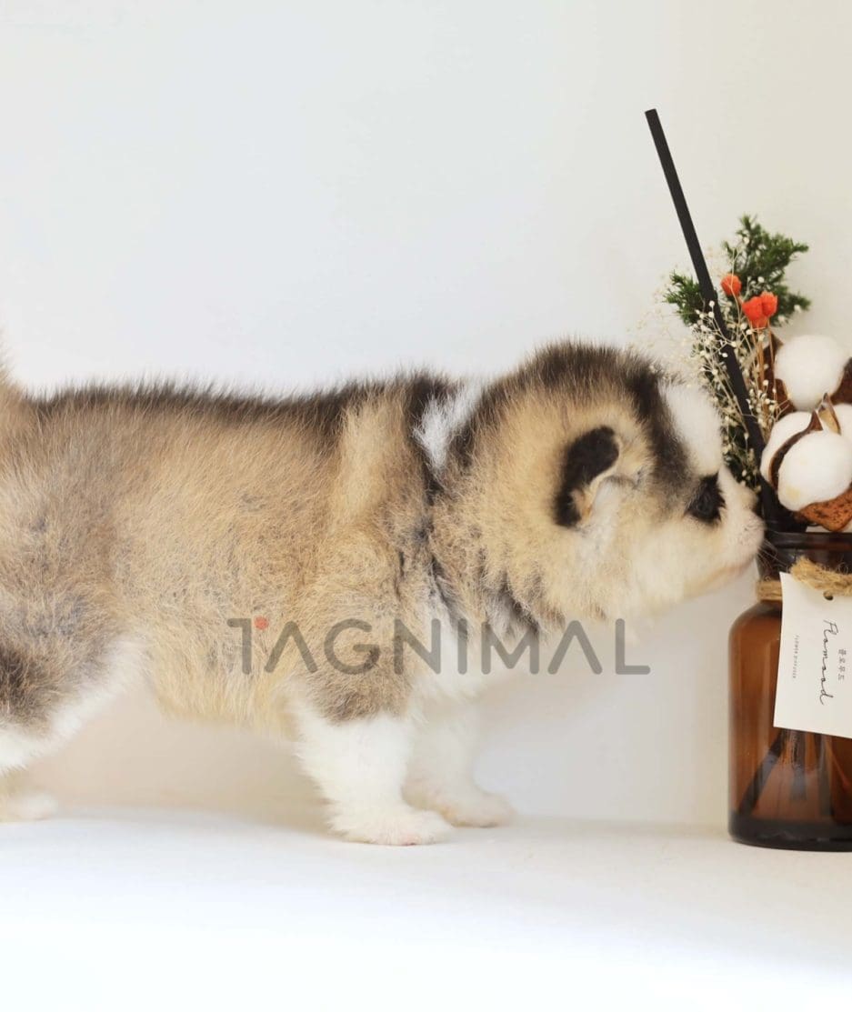 Pomsky puppy for sale, dog for sale at Tagnimal