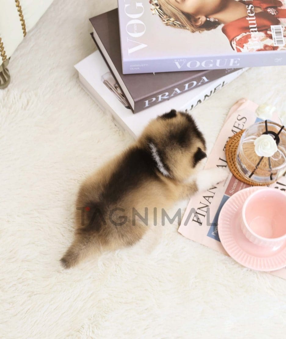 Pomsky puppy for sale, dog for sale at Tagnimal