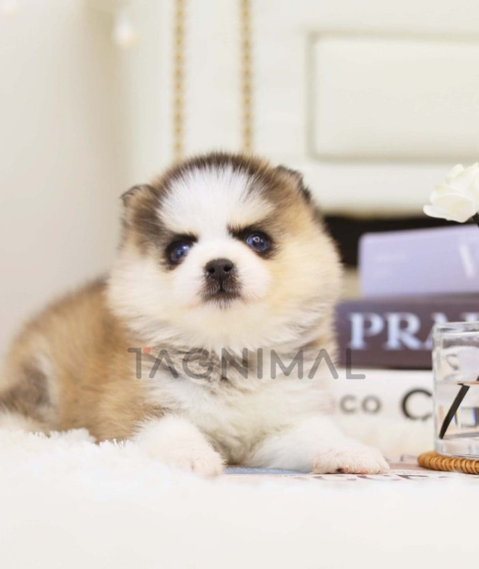 Pomsky puppy for sale, dog for sale at Tagnimal