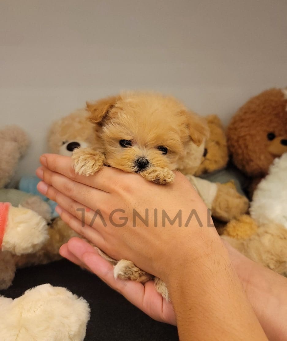 Maltipoo puppy for sale, dog for sale at Tagnimal