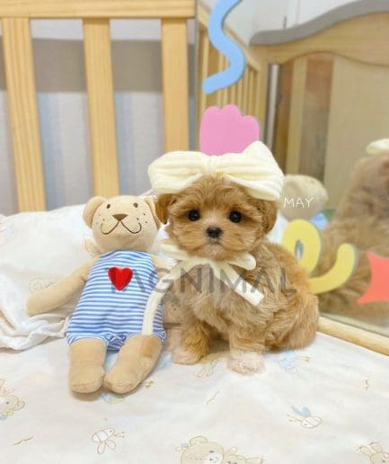 Maltipoo puppy for sale, dog for sale at Tagnimal