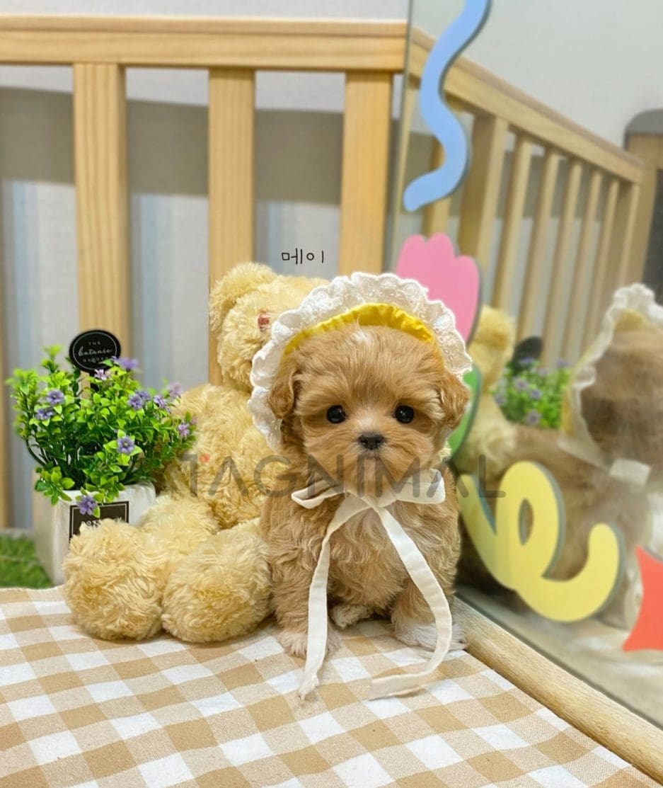 Maltipoo puppy for sale, dog for sale at Tagnimal