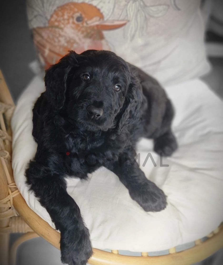 Goldendoodle puppy for sale, dog for sale at Tagnimal